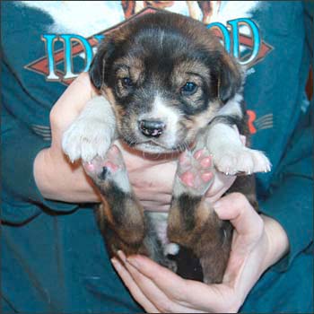Photo of a new pup.